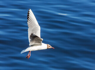 Seagull flying over water