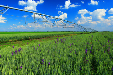 Pivot irrigation in wheat field