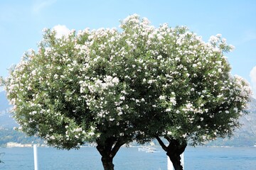 Holidays in Bellagio at Lake Como in summer, Lombardy Italy 