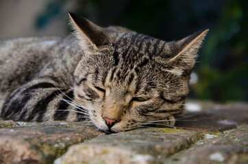 Cute cat sunning itself happily outdoors