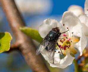 Fly on white pear flower