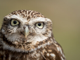 Closeup portrait of a little owl (Athene noctua) with big eyes