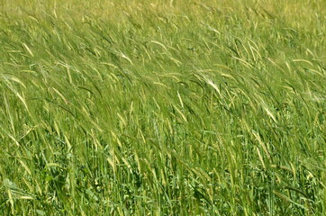 Obraz premium Photo of green grass with spikelets