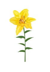 Closeup hand drawn yellow lily flower. Vector illustration isolated on white background for wedding invitation, greeting bouquet and other design