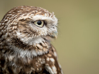 Closeup portrait of a little owl (Athene noctua) with big eyes