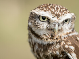 Closeup portrait of a little owl (Athene noctua) with big eyes