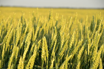 Green grass with spikelets on the field under the sky