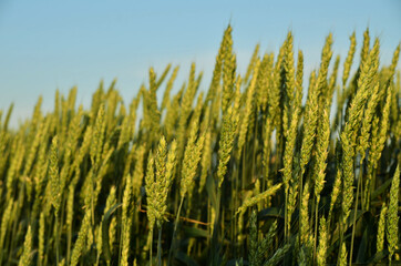 Obraz premium Green spikelets on the field under the sky