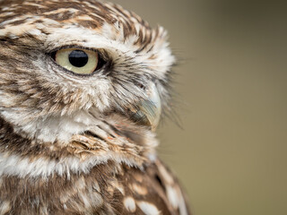 Closeup portrait of a little owl (Athene noctua) with big eyes