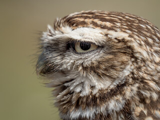 Closeup portrait of a little owl (Athene noctua) with big eyes