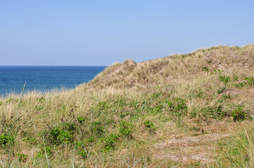 Fototapeta na wymiar Nordseeküste mit langen Gräsern an einem sonnigen Frühlingstag