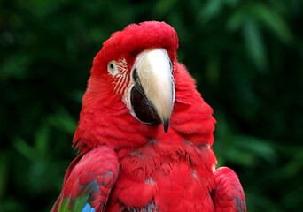 Portrait closeup of a South American Red and green Macaw (Ara chloropterus) aka Green winged Macaw.