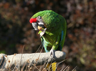 Obraz premium Mexican / South American Military macaw (Ara militaris) cracking and eating a walnut.
