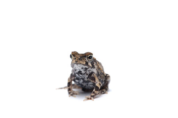 Baby frog isolated on white background
