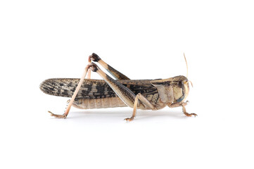 Locust isolated on white background