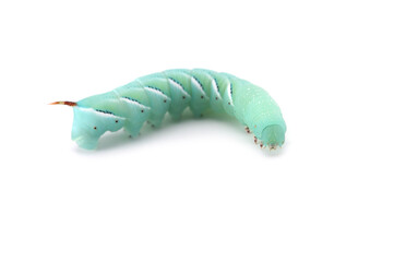 the larva of a butterfly isolated on white background