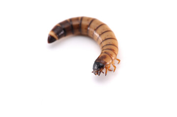 the larva of a beetle isolated on white background 