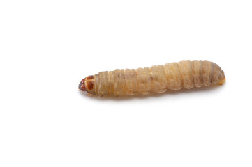 the larva of a beetle isolated on white background 