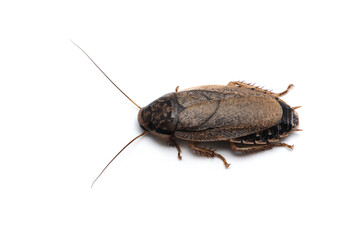 giant cockroach isolated on white background