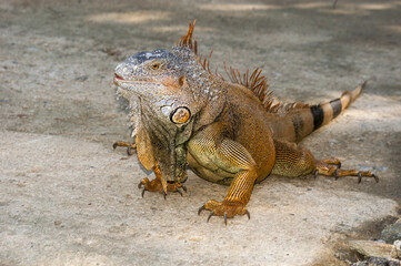 Iguana