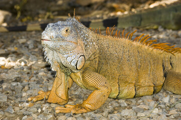 Iguana