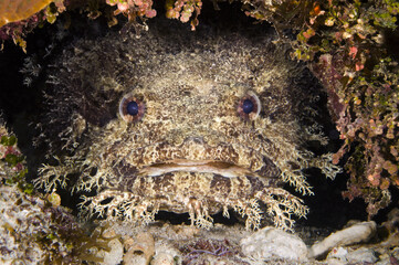Free Toadfish Photos, Pictures and Images - PikWizard