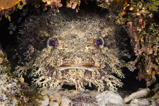 Toadfish
