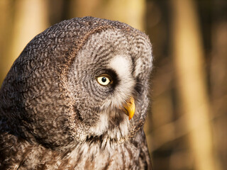 Detail of head of great grey owl - Strix nebulosa