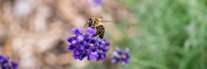 Biene sammelt Pollen an einem Lavendelzweig - Banner