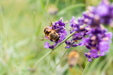 Biene an einer Lavendelblüte