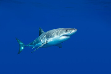 Great white shark