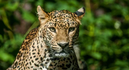 Fotobehang Taunting the Leopard  © zemkooo2