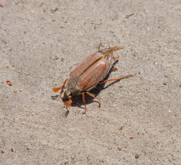 Cockchafer