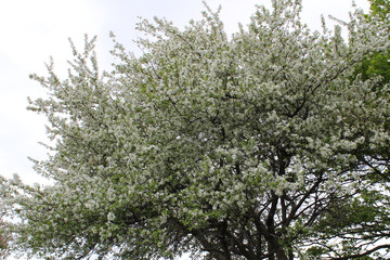 Fototapeta premium Tree in spring