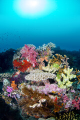 Naklejka na ściany i meble Colorful exotic reef