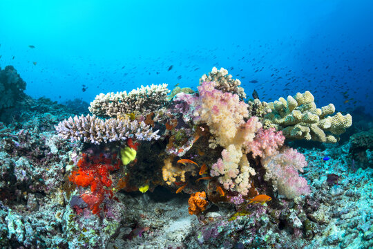 Colorful tropical reef with corals