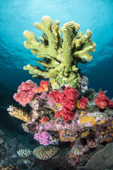 Green tropical coral