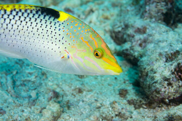 Naklejka na ściany i meble Colorful wrasse