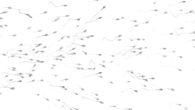 Many sperm cells. 3D rendered looping animation.
