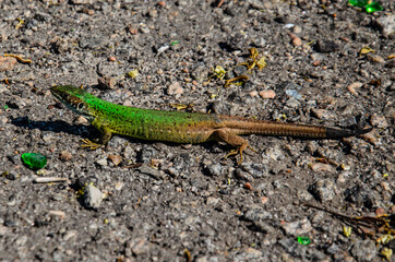 Green lizard on a ground