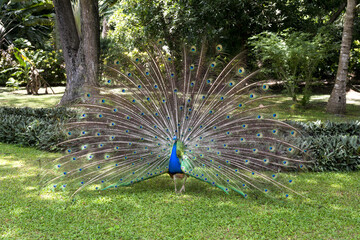 Obraz premium Peacock displaying feathers