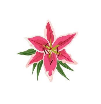 Top view hand drawn  pink lily flower. Vector illustration isolated on white background for wedding invitation and other design