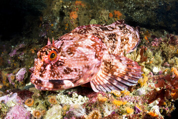 Cabezon Fish