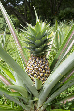 Wild pineapple