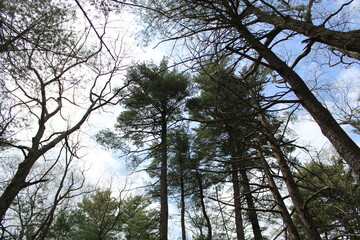Forest and Sky