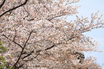 青空と桜