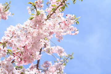 青空と桜