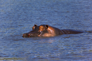 Hippo in the river  Tanzania   Africa