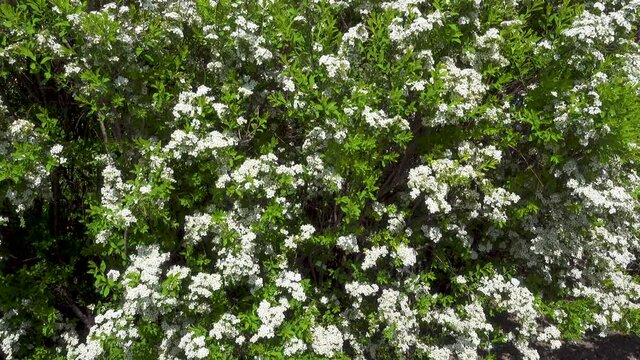 A bush blooming with white flowers, VDNKh, Moscow, Russia
