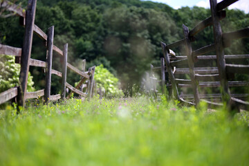 Blooming wild summer flowers inside rural corral animal farm